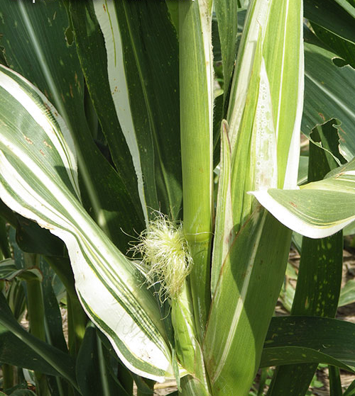 Husked ears surrounded by striped leaves below the silks