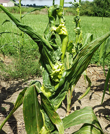 Extra tissue growth makes the traditional parts of a corn stalk almost unidentifiable.