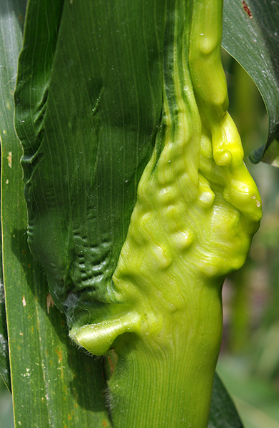 Close-up of the lower part of the leaf shows the outside of the leaf covered in bumpy protrusions