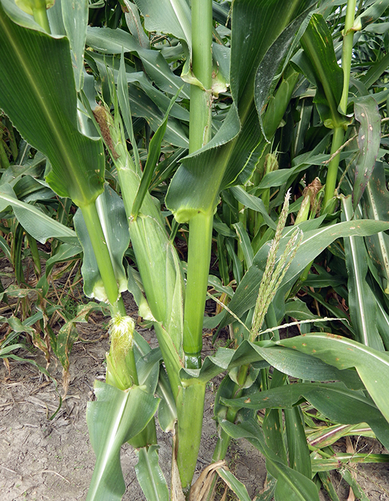 close-up of healthy green stalk with ears