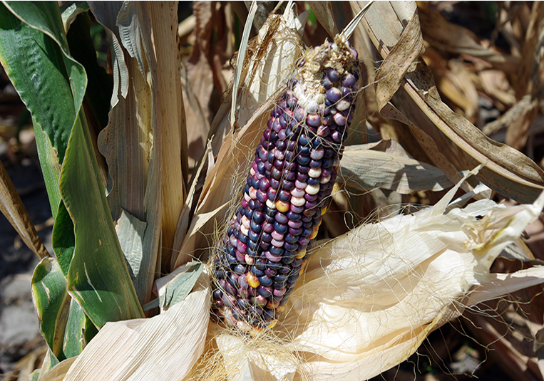 Mature ear on plant shows the brown husk peeled down with an ear of silks and mature kernels that are mostly purple-black with golden and white kernels interspersed