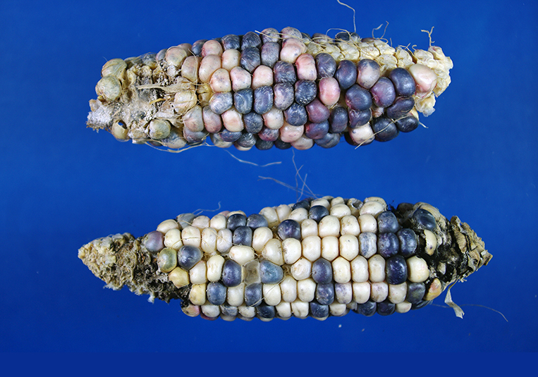 Side view of mature ear shows the ends of the ears starting to shrivel without kernels, and the inner part of the cob shows uneven rows of black and white kernels