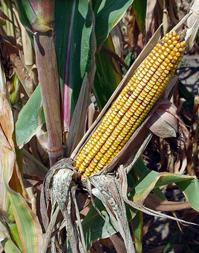 Mature unhusked ear on the stalk, showing faded and dented yellow kernels.