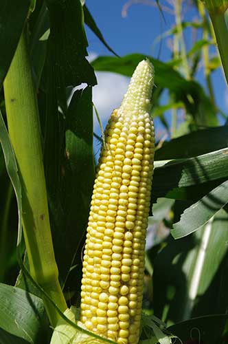 Young, unhusked ear on stalk shows no kernels at top portion of ear, and spaced out, smaller light yellow kernels