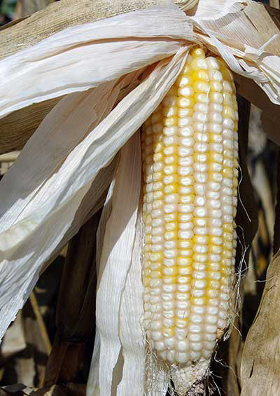 Unhusked mature ear still on stalk, showing two tones of light yellow and almost-white kernels