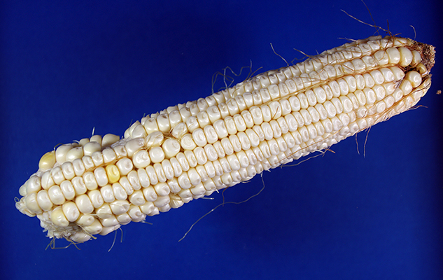 Close-up of unhusked mature ear that shows highly dented kernels that are pale, almost white