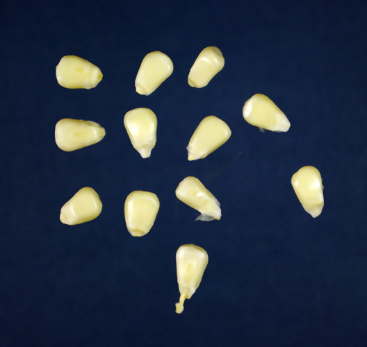 Loose kernels view highlights their broad, elongated shape and pale yellow and white