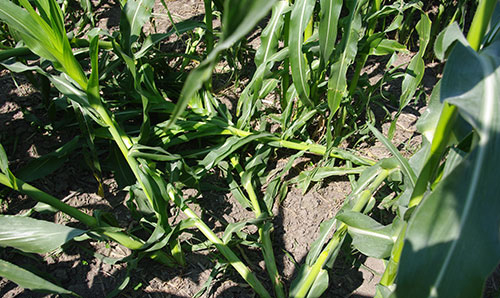 Corn field shows several lazy stalks growing on the ground instead of standing upright.
