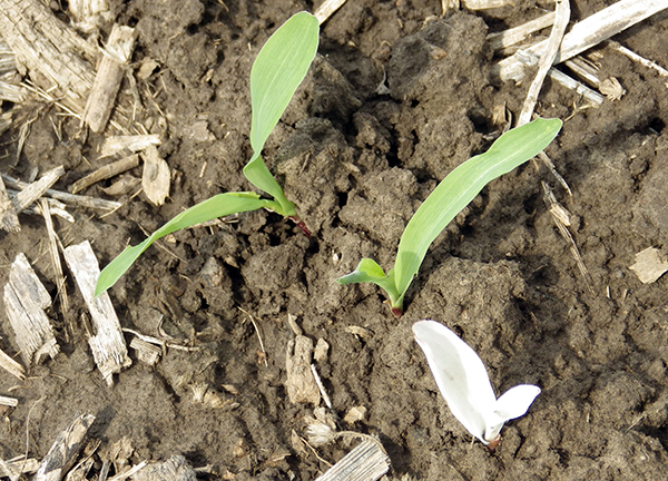 Close-up of the ground shows three seedlings in a row, each just a 
                            couple inches tall — two normal green leafed seedlings, and one mutant seedling that is shorter and all white leaves.
