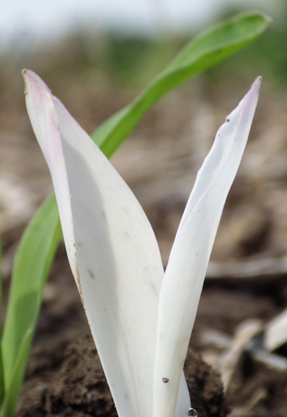 Close-up of the lemon white seedling shows it has no color and the leaves are all white.