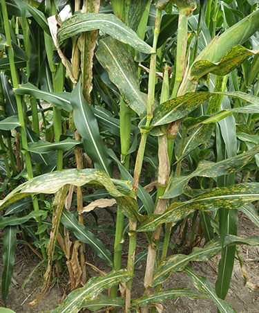 Stalks of lesion plants look normal except for color of the stalks 
                            and leaves that should be young and green, but are mottled with brown and yellow spots.