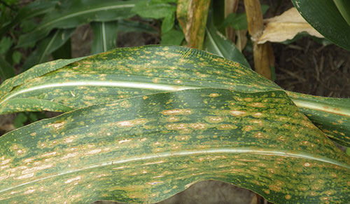 Close-up of an older plant's leaf shows that the lesions have grown 
                                so that the leaf is no longer mainly green, but a mix of large yellow-brown spots almost striping the green leaf.