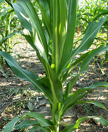 Shows corn stalk without ligules has leaves clustered and wrapped around the stalk so that it almost looks like a bush.