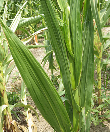 Closer view of the stalk shows leaves with a husk, but the stalk isn't really visible.
