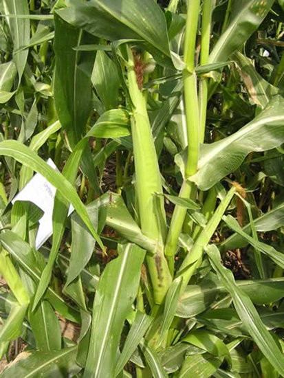 Young ear growing on a stalk