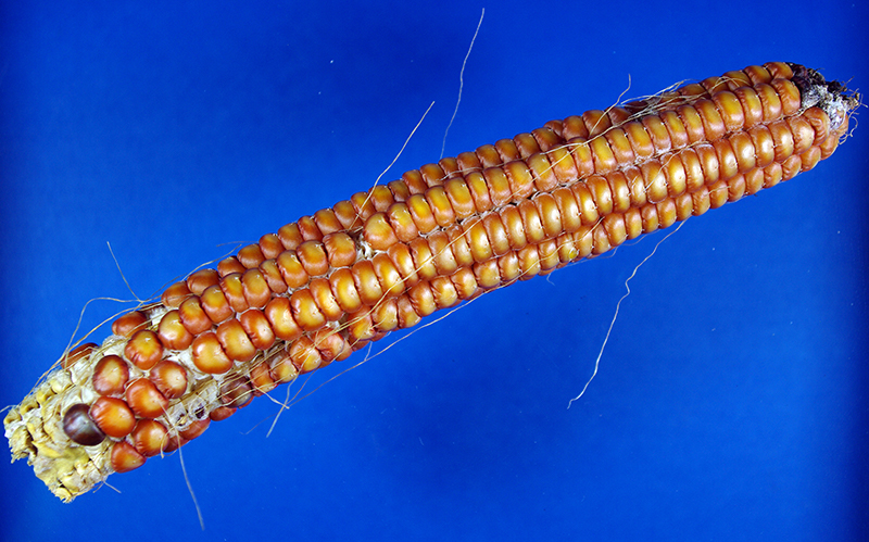 Unhusked mature ear has dark golden to brown kernels