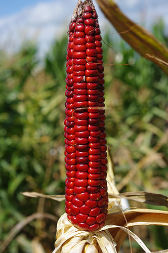 Unhusked mature ear showcases dark red kernels