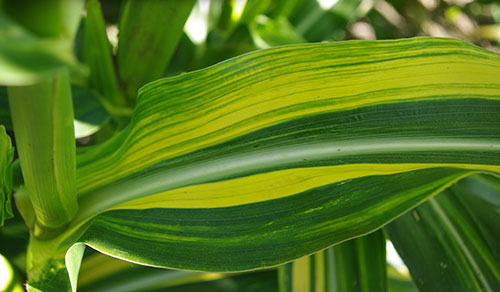 The top side of the leaf is mostly yellow with very thin green spots, but the vein is mainly 
                                green and the other side of the leaf from the vein shows a broader yellow stripe and green stripe on the edge.