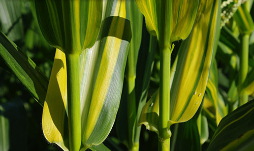 Close-up of leaf collar region shows the stem is still green, and just the leaves are yellow-green striped.
