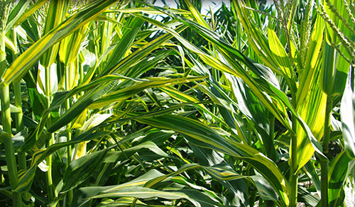 Rows of the old gold stripe plants make a colorful mix of yellow and green, with bright stripes on every leaf blade seen.