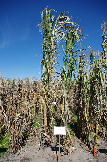 Rows of olotillo corn stalks tower next to rows of another corn variety