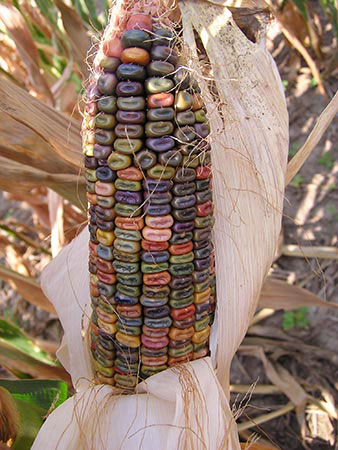 Close-up of unhusked ear on a stalk, showing its highly dented kernels of mixed colors ranging from purple, green, orange-red, light yellow, and a range of earth tones