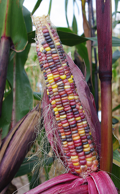Close-up of unhusked flint type ear, showing its red husk and kernels in distributed colors of red, yellow, orange, and purple.