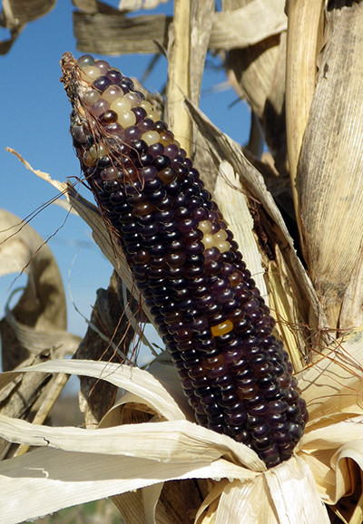 Close-up of unhusked Pretty Pops ear, showing dark purple-black undented kernels, with a few random light yellow or white kernels interspersed, mainly at the top of the ear