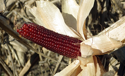 Unhusked ear on stalk, with dark red, undented kernels that are a stark contrast to the light-colored husk