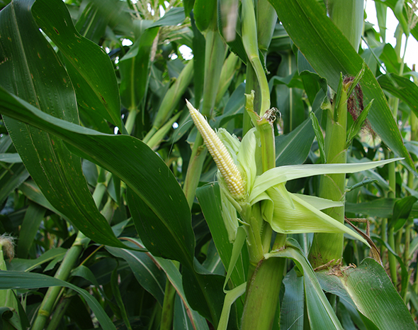 Unhusked immature pencil ear on stalk, with small, undented, white kernels and the cob makes a point at the top. 