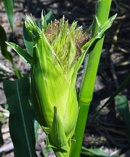 Close up of husked pod ear corn on a stalk, showing a fat cob with silks and green husk leaves coming out of the top