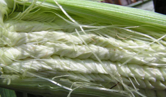 Close-up of a pod corn ear with enough husks removed to reveal the silks and show the kernels are all encased in white glumes.