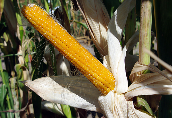 Unhusked mature ear on stalk, showing dark yello, undented kernels with silks coming off them.