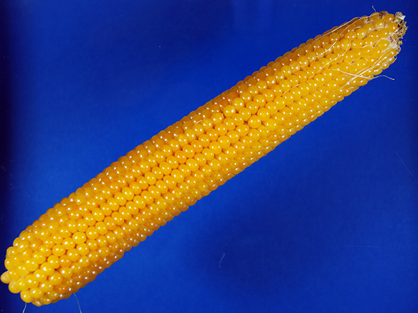 Close-up of unhusked mature ear that has straight rows of round, smooth, dark yellow kernels.