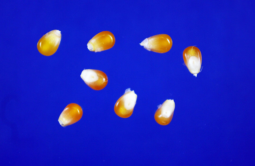 Side view of several smooth, round popcorn kernels that are drak orange-yellow at the top, and turn white toward the germ tip.