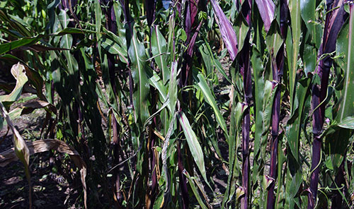 Rows of plants in a plot shows different parts of the plant are purple, but otherwise the plants look normal.