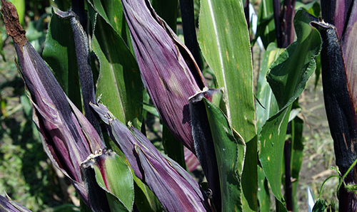 Close-up of husks on a maturing plant shows the husks are purple and the rest of the plant is more green.