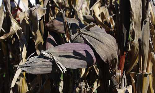 Close-up of mature, dark brown plant shows husks are a dark brown-purple.
