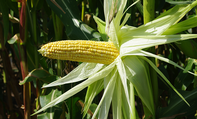 Young ear unhusked on the stalk, showing lighter yellow and smaller, undented kernels