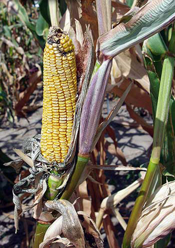 Unhusked ear still on stalk, showing straight rows of very dented yellow kernels