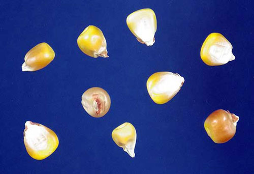Loose kernels showing the yellow color fading to white as it gets to the germ tip