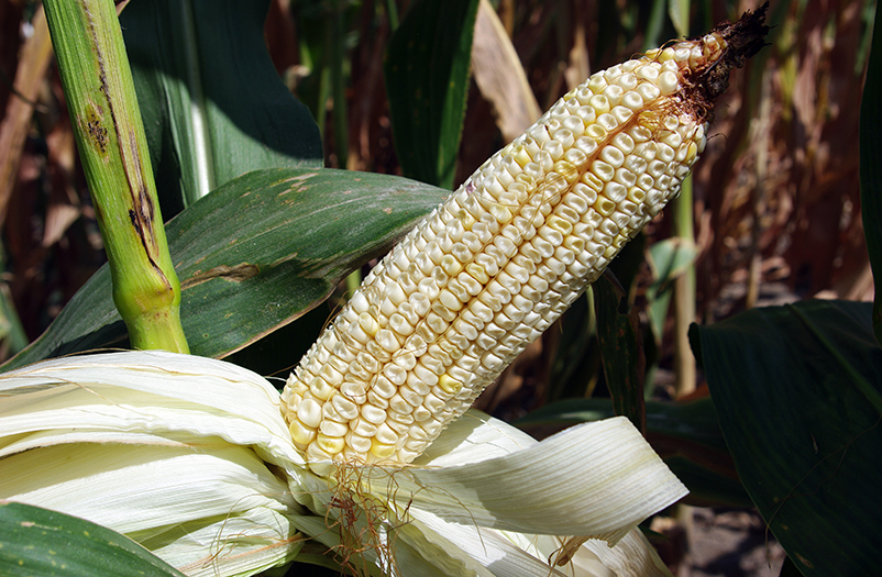 Unhusked mature ear shows white kernels and husk on a green stalk