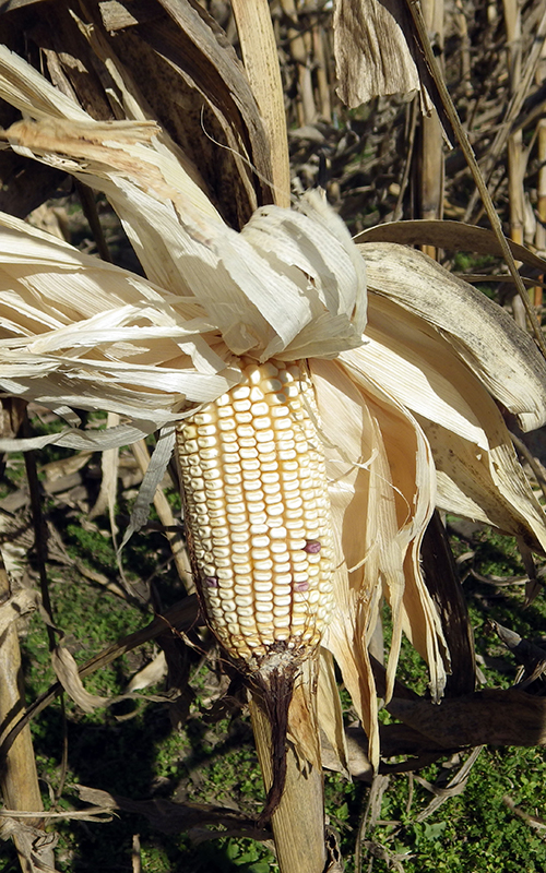 Unhusked mature ear still on stalk, showing straight rows of almost white dented kernels even lighter than the mature husk and stalk