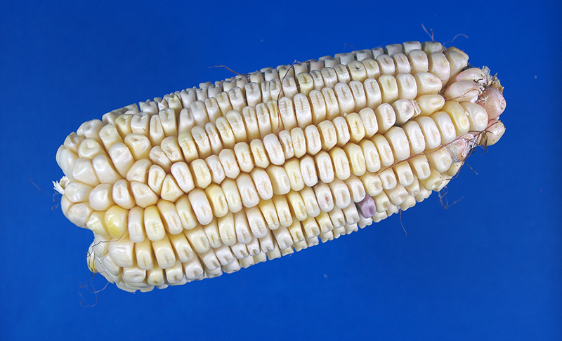 Close-up of unhusked mature corn shows rows of dented, white kernels
