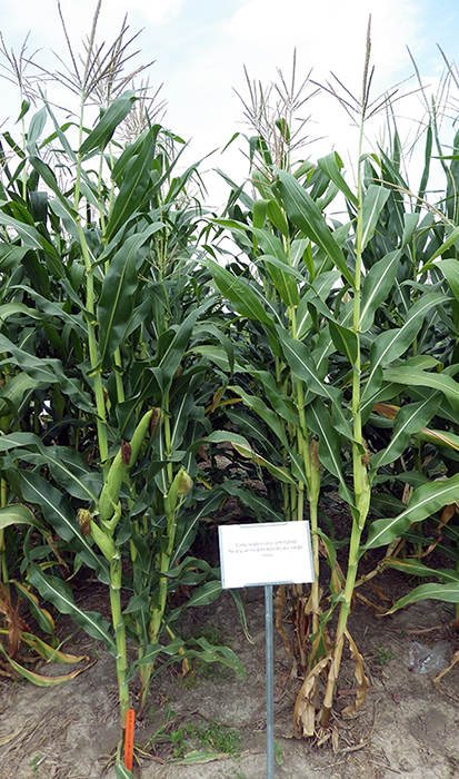 Gene Zoo sign in front of stalk rows for single cross hybrid. Stalks are average size with maturing ears growing.