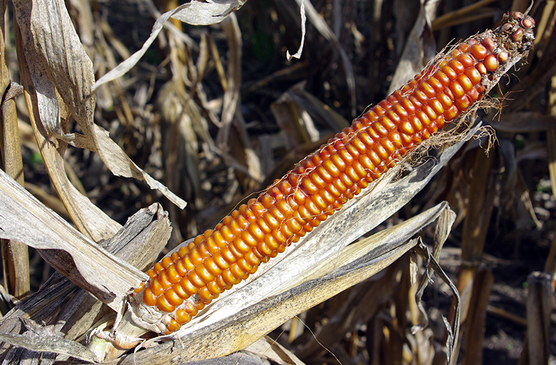 Unhusked ear on stalk, showing kernels that are dark orange and almost red on the edges