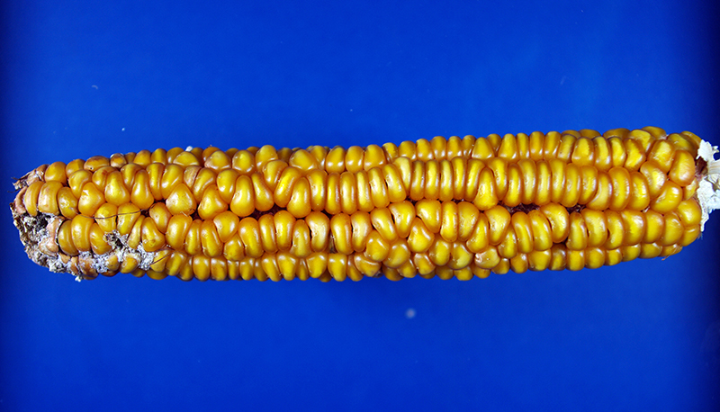 Close-up of mature ear to show large, dark golden, undented kernels.