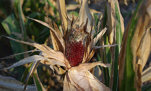 Mature strawberry popcorn ear still on stalk has missing kernels at the top of the ear, and dark red kernels with the tan, dry husk leaves enveloping it.