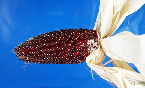 Close-up of unhusked ear of dark red round kernels with dry, tan husks peeled back at the end like a tail