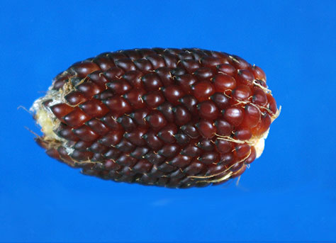 This unusked ear is much shorter in shape than regular ears, making its dark red round kernels look like a berry.